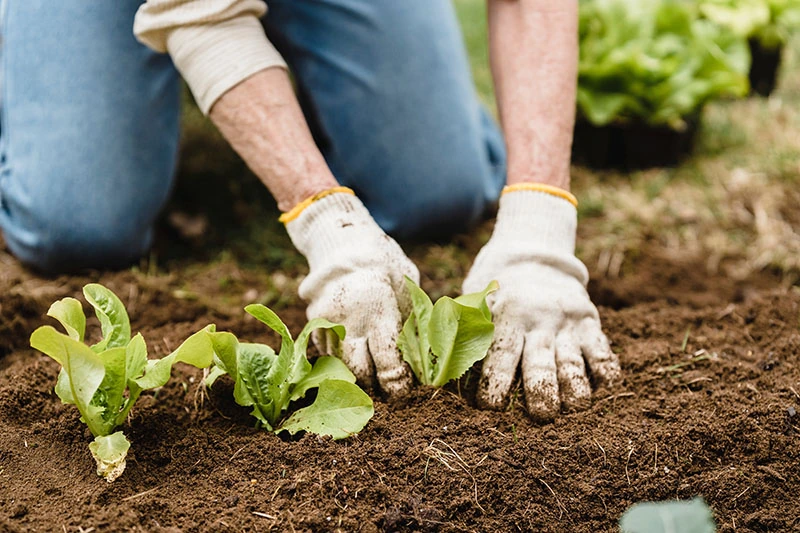 farmer planting plants into the soil