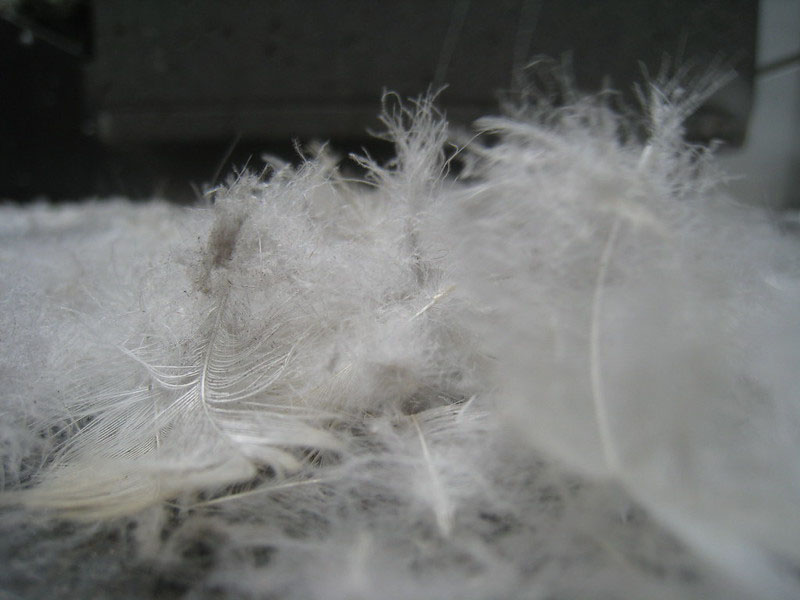 feathers on the floor