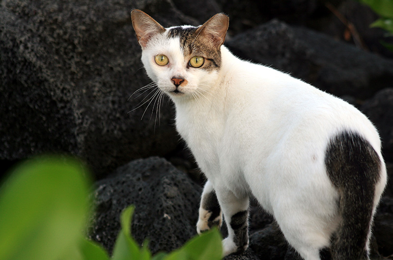 close up shot of the feral cat