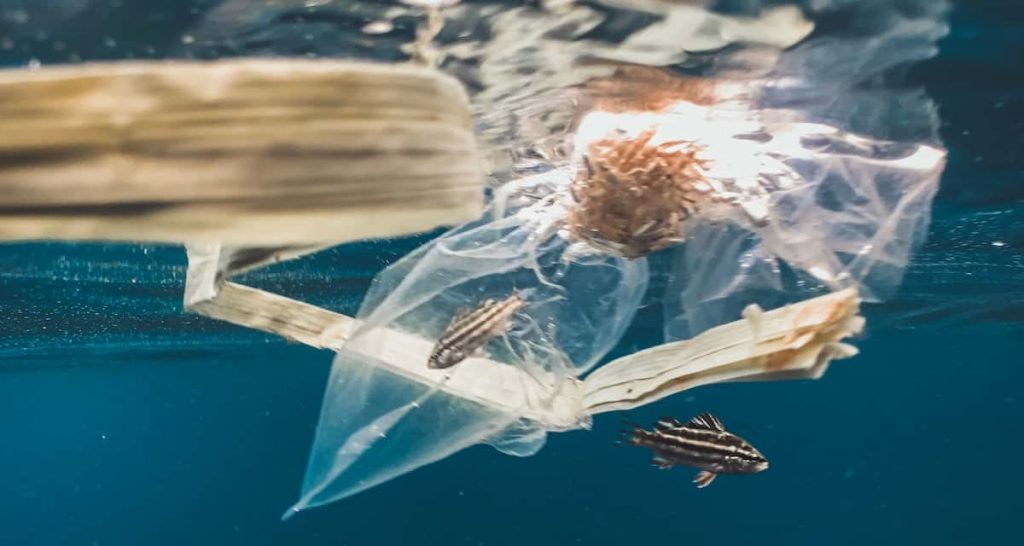 fish caught in a plastic bag