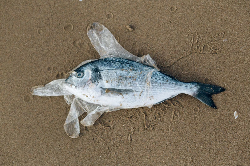 grey fish caught in a plastic glove