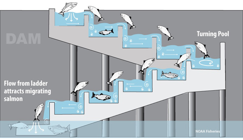 fish ladder