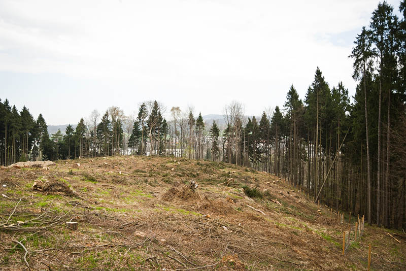 cut down trees in a forest