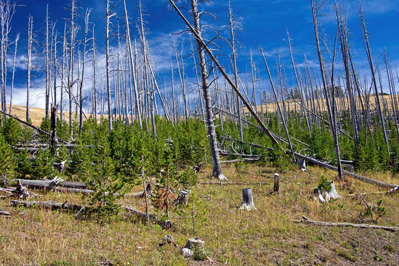 new trees growing in an old forest