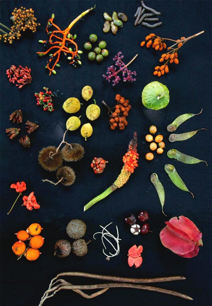 Barro Colorado forest fruit diversity on a table