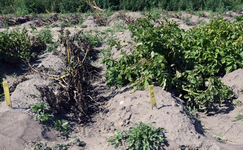 genetically modified potato plants