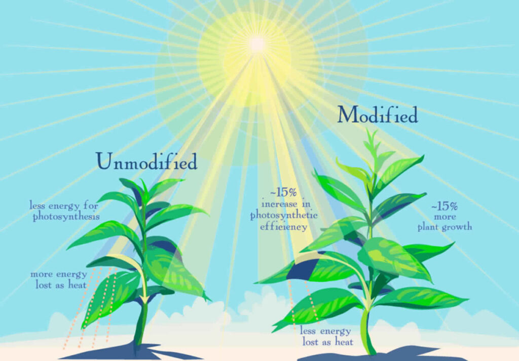 genetically modified vs unmodified plant illustration