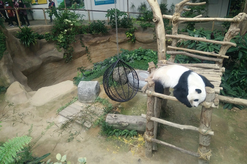 Giant Panda Conservation Centre in Zoo Negara Malaysia