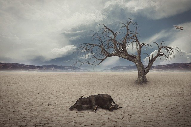 Effects of global warming
