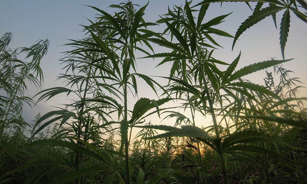 hemp plants