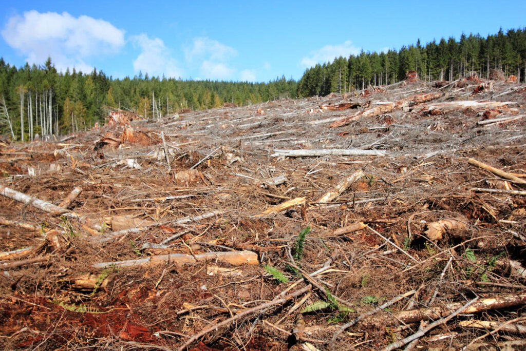 deforestation