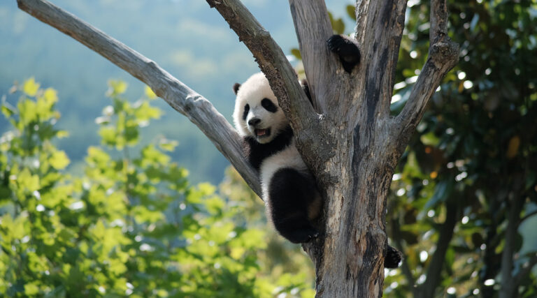 How to Help Endangered Species: 16 Ways to Protect Vulnerable Species Anyone Can Do!