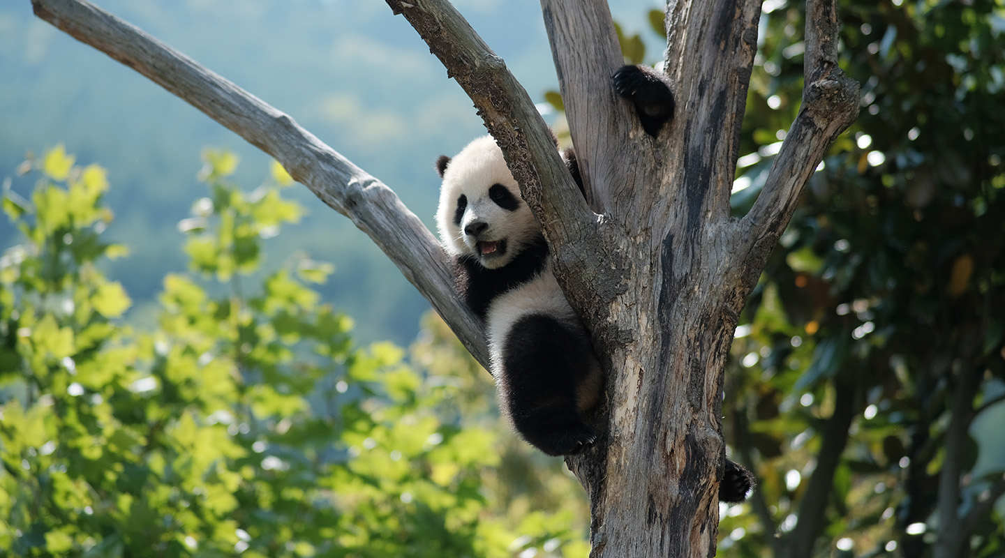 how to help endangered species