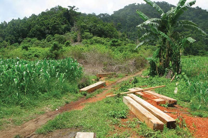 signs of illegal timber logging