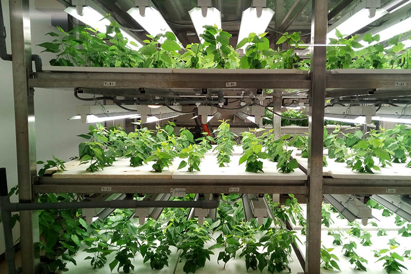 indoor hydroponics farm