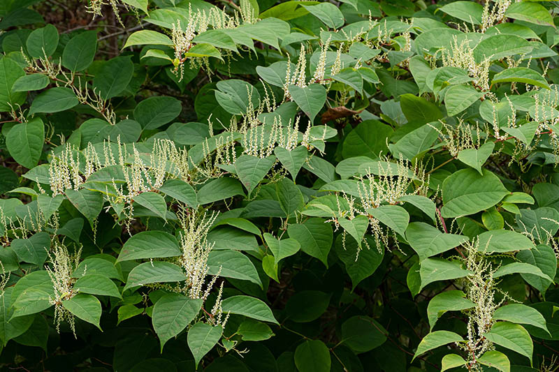 Japanese knotweed