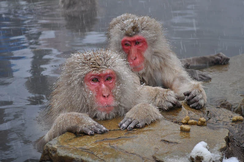 two snow monkeys sitting in the water during winter