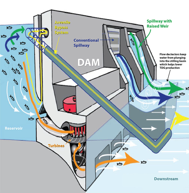 juvenile fish bypass system
