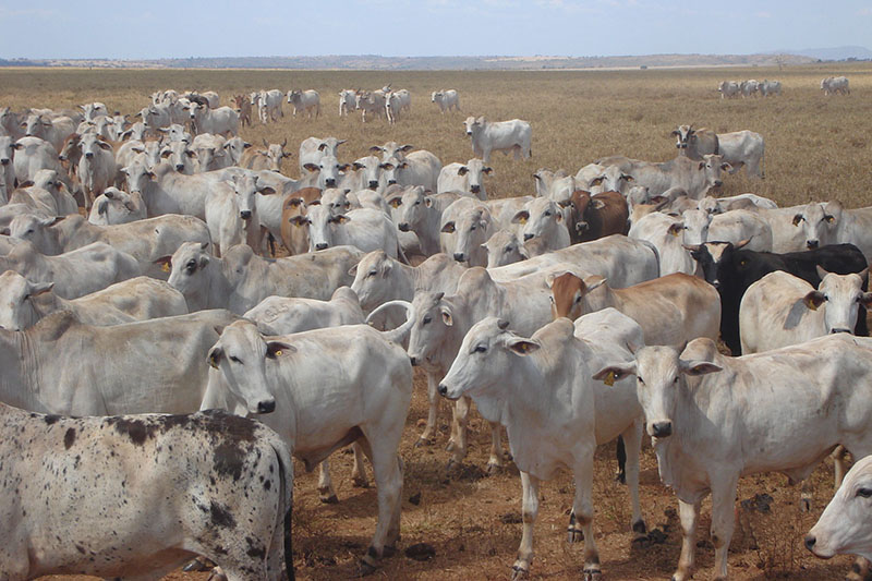 cows on a field