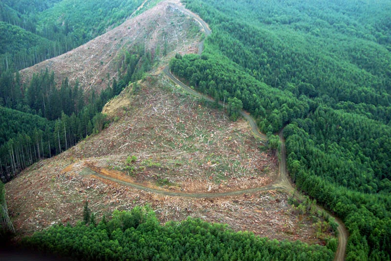 aerial view of the forest logging site