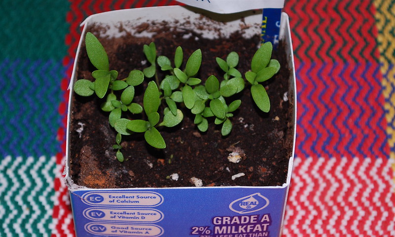 the bottom part of an old milk carton filled with soil and growing plants