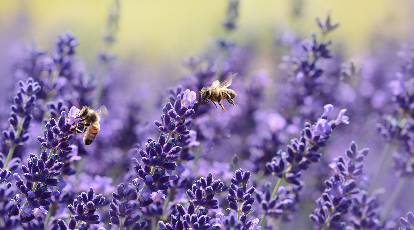 natural bee repellent