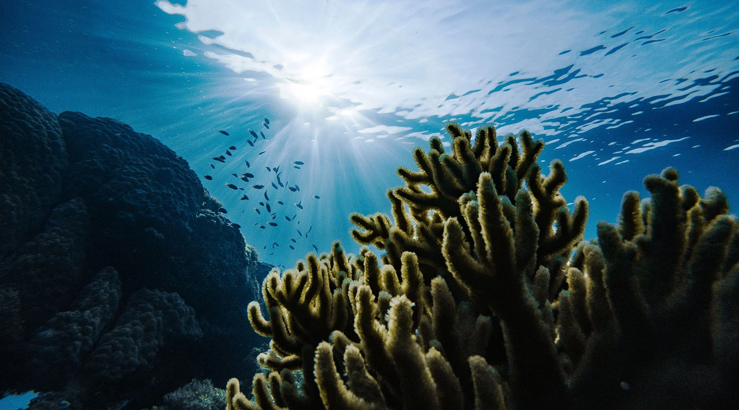 ocean acidification solutions