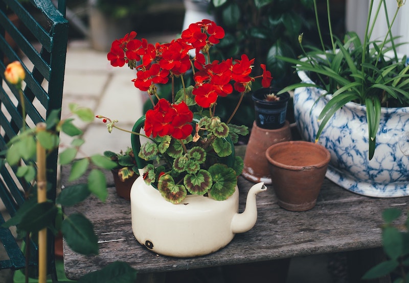 old kettle used as a pot for planting red flowers