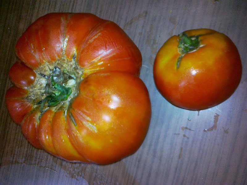 organic and GMO tomatoes on a wooden table