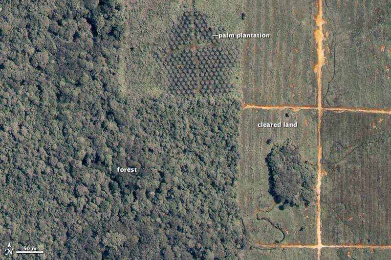 Deforestation in Malaysian Borneo due to palm oil plantation