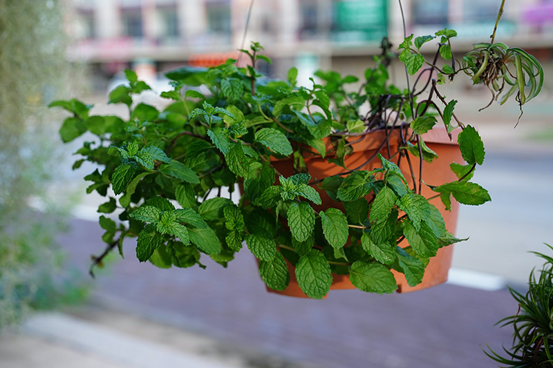 a peppermint plant in a hanging pot