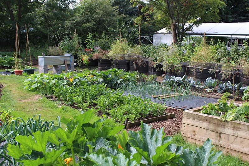 permaculture garden