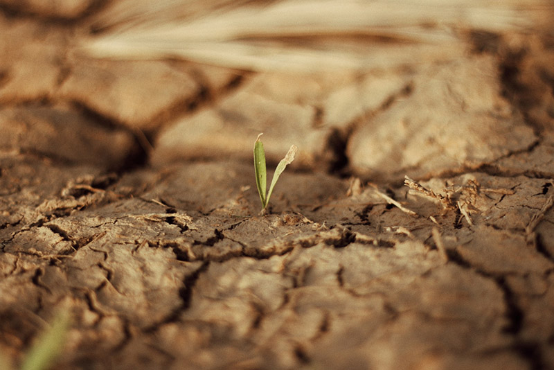 a plant sprout in a vert soil
