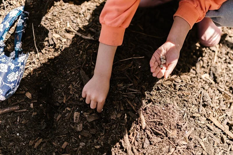 a person planting seeds into the soil