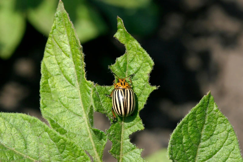 Colorado potato beetle