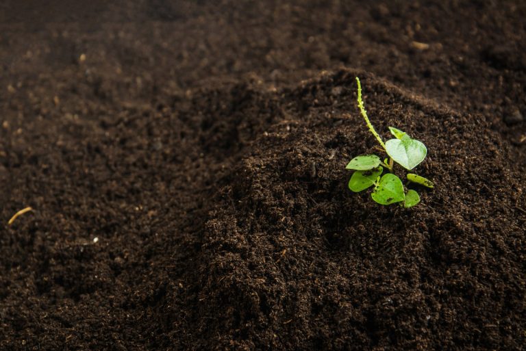 Prevention of Soil Pollution: What You Should Know