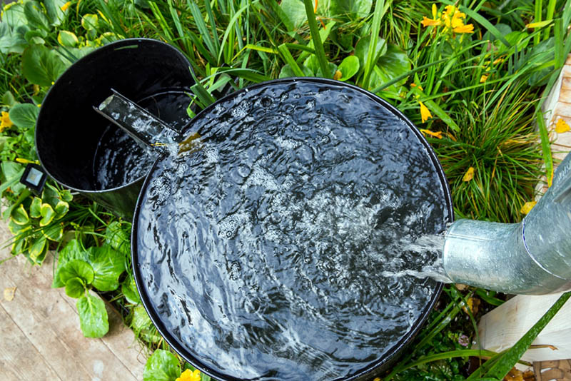 a bucket full of rainwater