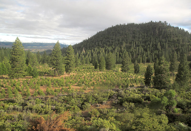 reforested area