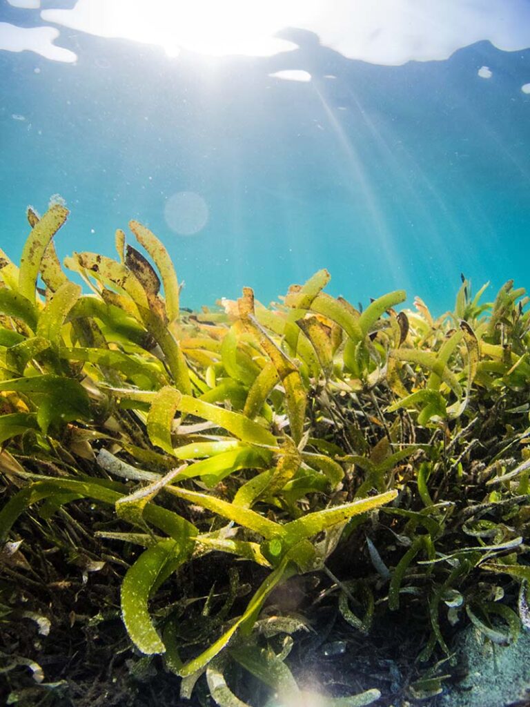 seaweed underwater