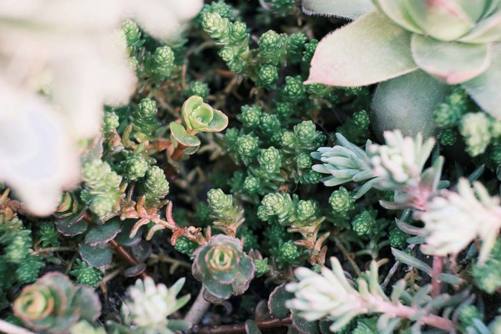 sedum plants