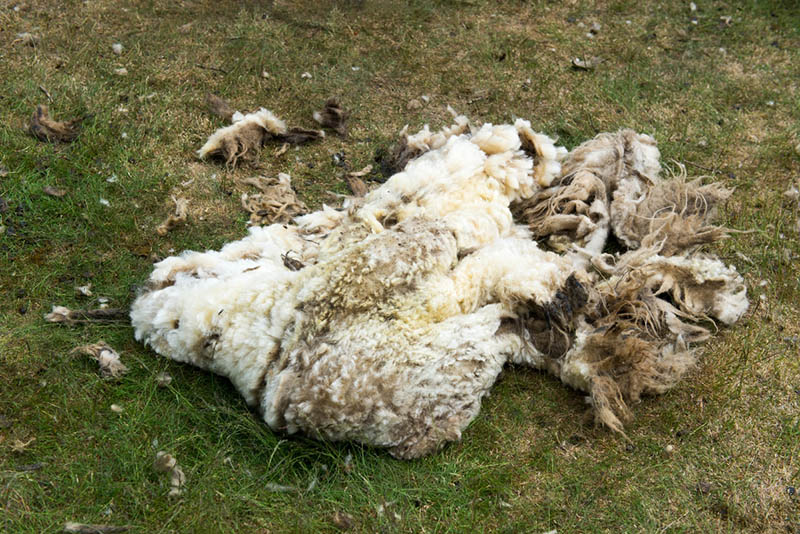 wool sheared off a sheep on the ground