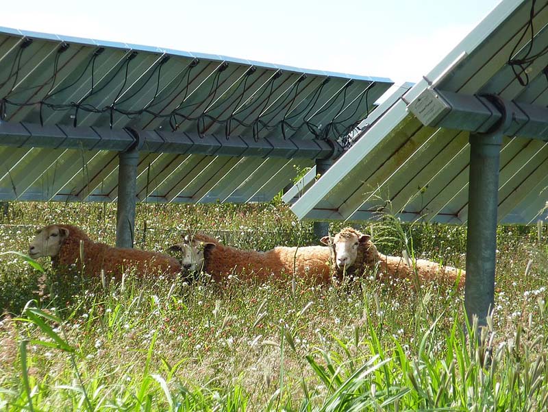 sheep lying underneath solar panels