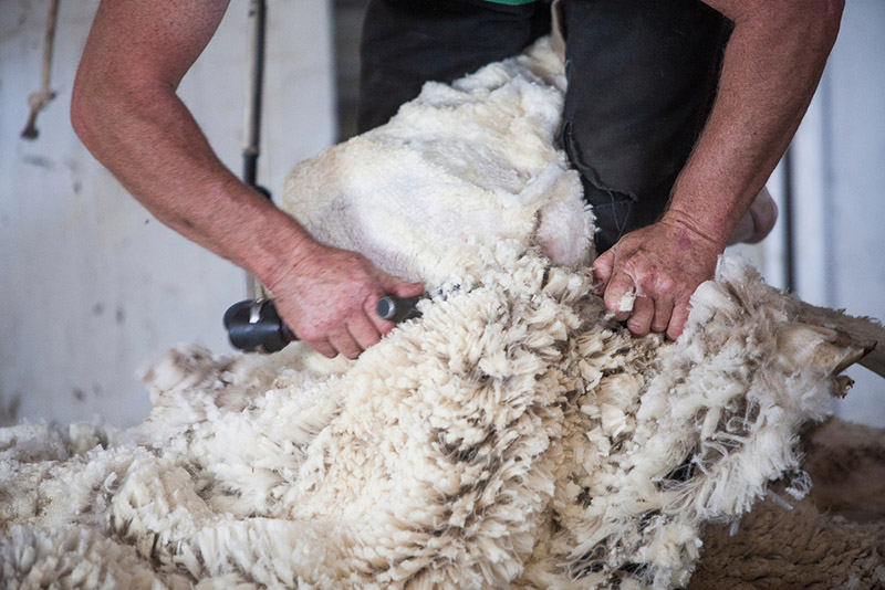 shearing sheep wool off a sheep