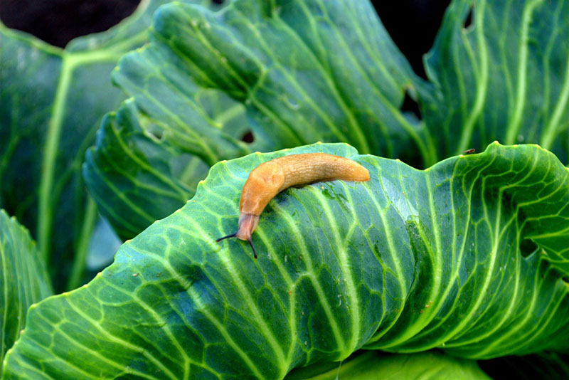 a slug on a cabbage leaf