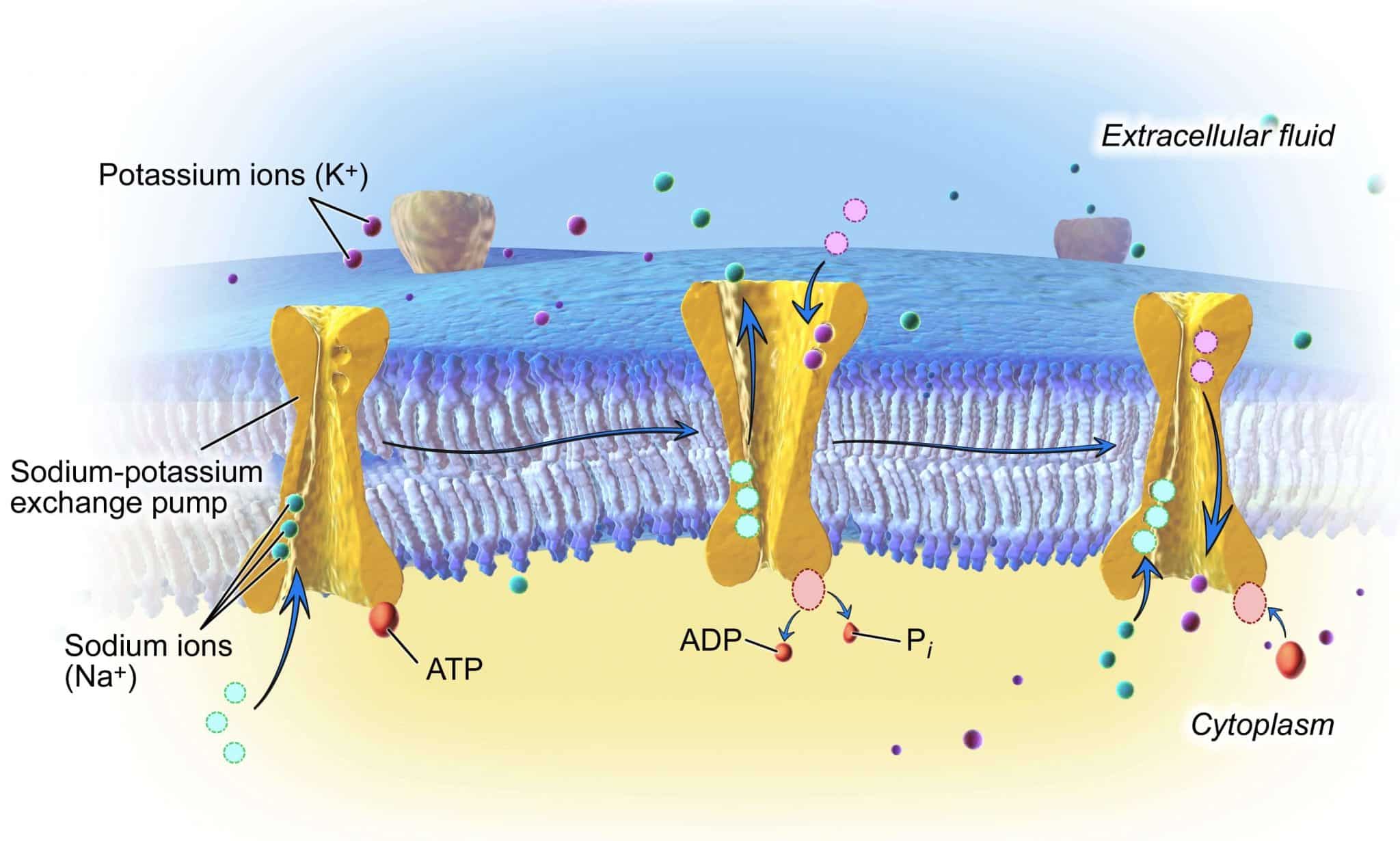 sodium-potassium pump