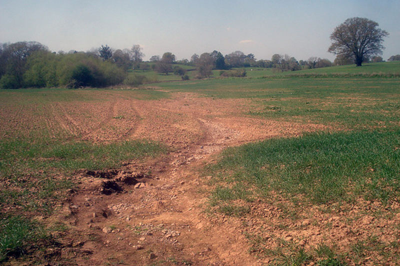 agricultural field