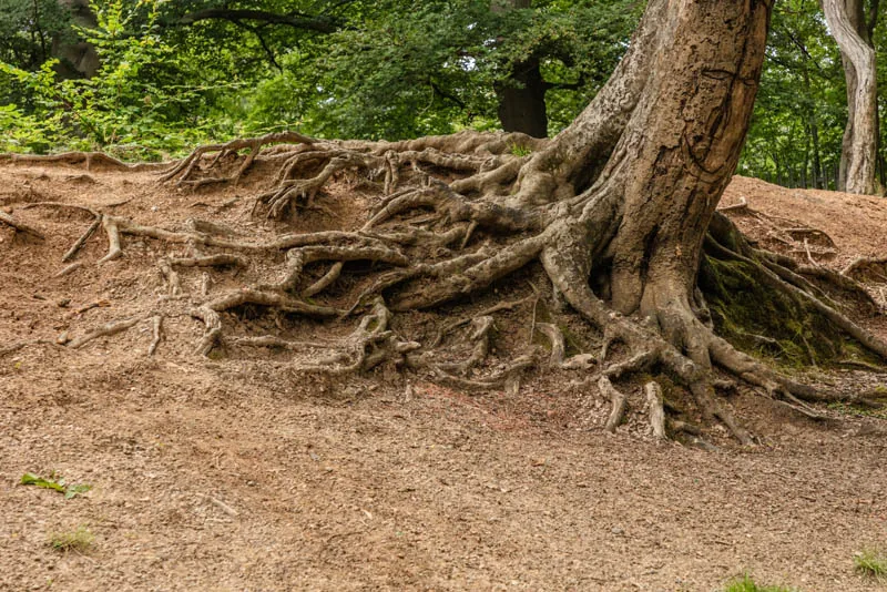 an effect of soil erosion on the tree roots