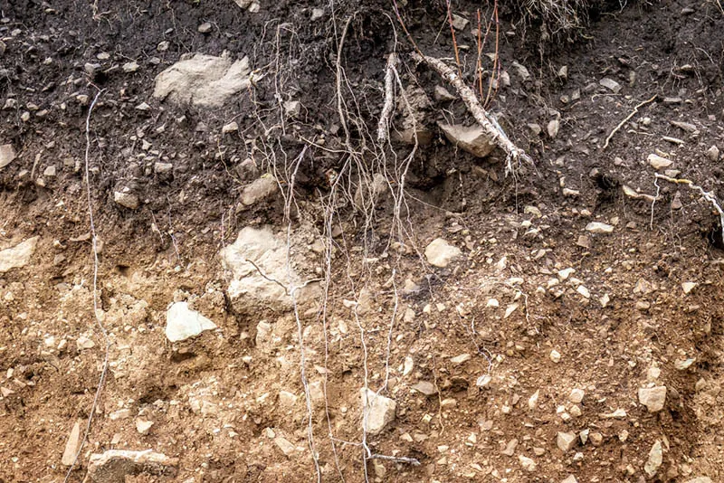 layers of soil with plant roots