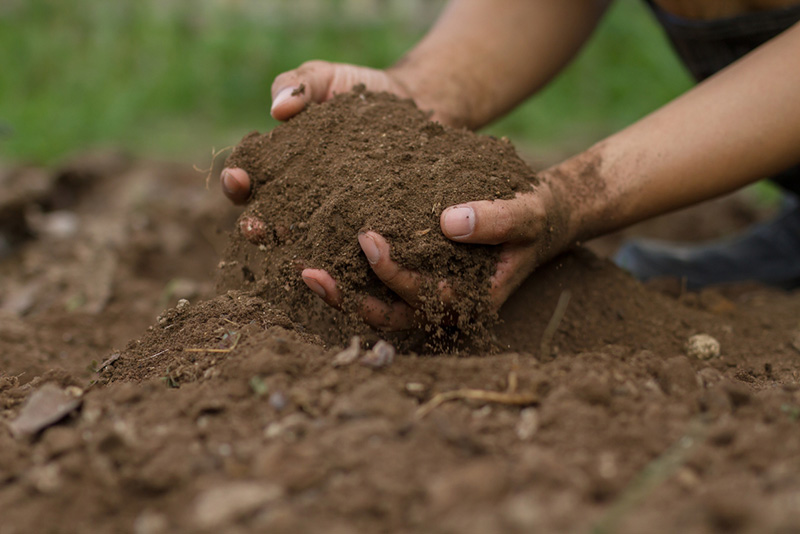 a person holding soil in his hand