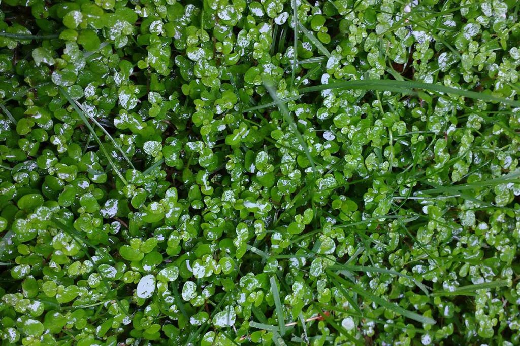 Soleirolia soleirolii lawn
